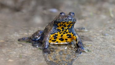 L'ululone dal ventre giallo è una specie a rischio in Svizzera.