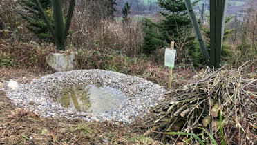 Negli stagni sotto i tralicci della rete ad altissima tensione di Swissgrid l'ululone trova una nuova casa. (c) Wolfgang Bischoff, naturschutzlösungen