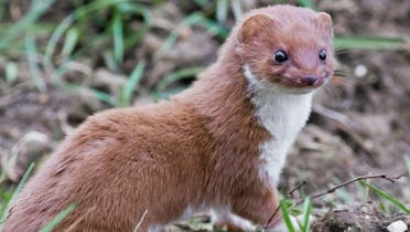 Gros plan sur une belette.