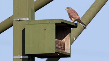 Nistkästen für Turmfalken