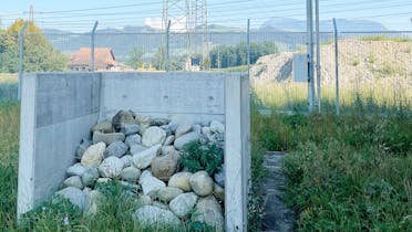 Hier wohnen sie, die Mauswiesel